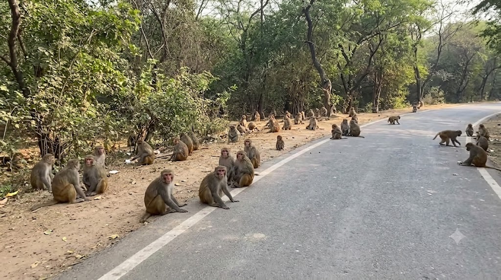 Are There Monkeys at Bonta Park?