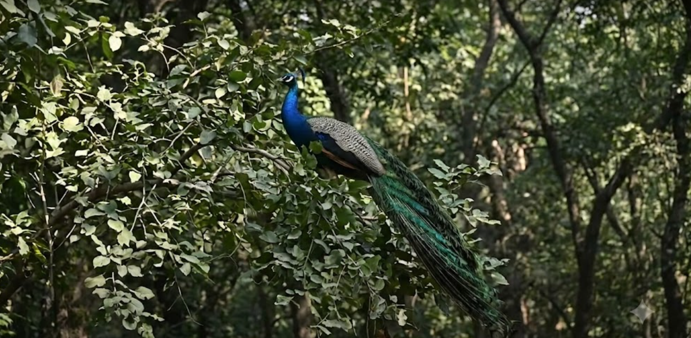 watch birds in bonta park delhi